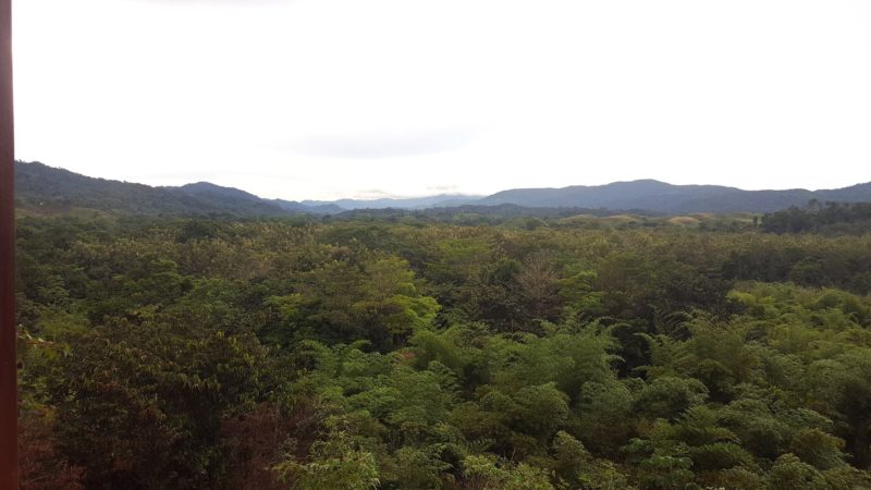 Jungle top view of Mamoni Valley Preserve