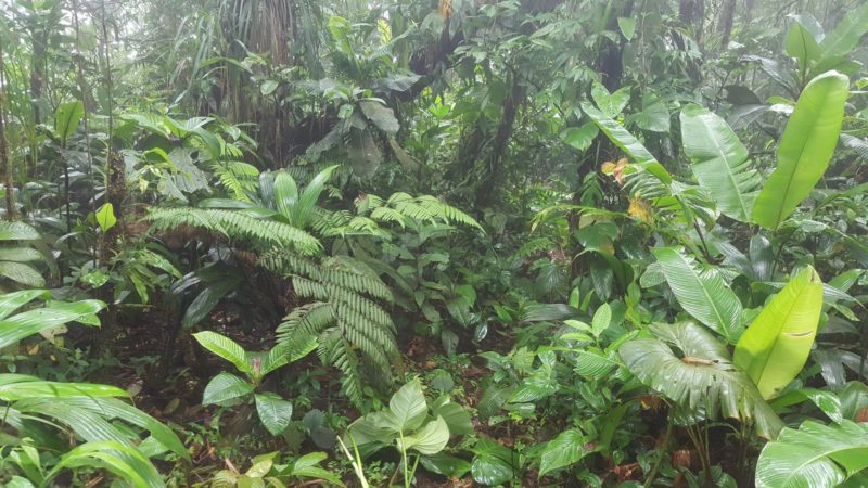 plants of the Panama jungle