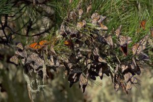 Monterey pine covered in butterflies