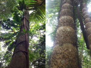 Trees of Panama.