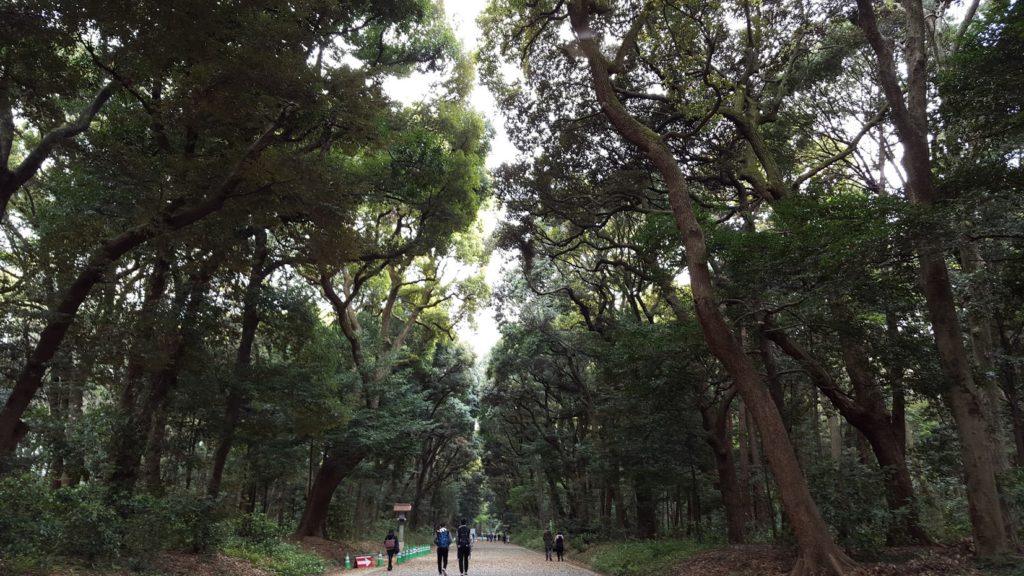 Camphor-lined pathway in Yoyogi Park in Tokyo
