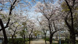 Kemasakuranomiya Park