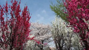 Sakura trees in Osaka