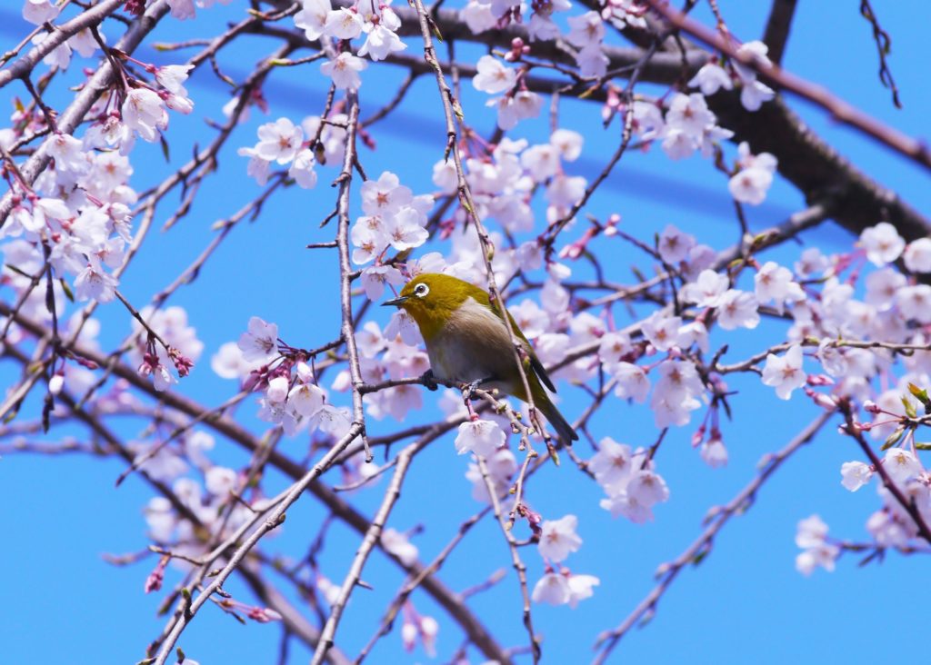 songbird refuel in urban trees