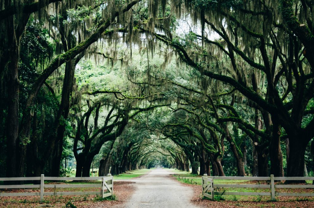 Image of a white picket fence in front of a path of southern live oak trees bending to form a canopy.