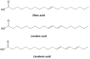 Stillingiaöl: ungesättigte Öl-, Linol- und Linolensäuren