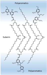 Structure of suberin. Image by Jose Graça